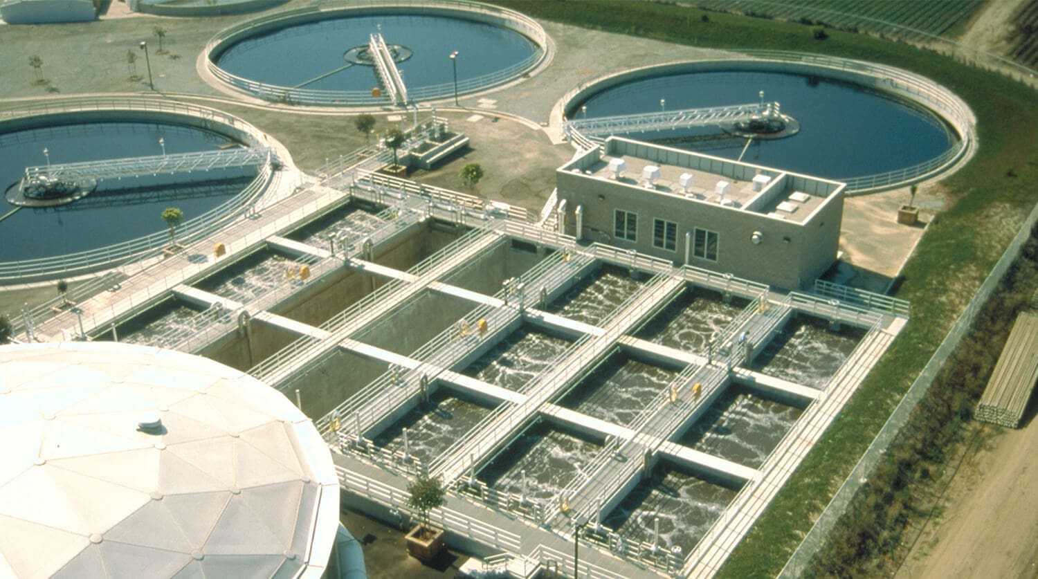 aerial of plant